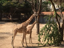 Las Jirafas atractivo en el Zoológico de Culiacán
