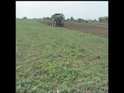 Estiman una buena producción los agricultores de la zona de Escuinapa y Rosario.