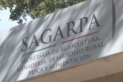 Solicitan proyectos productivos para núcleos agrarios rechazados