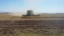 Avanza cosecha de soya