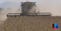 Avanza cosecha de soya en el Valle del Yaqui