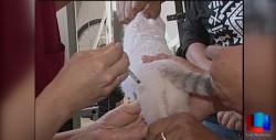 Incia campaña de esterilización canina.