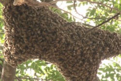 Piden destrucción de enjambre de abejas en Primaria Héroes de Sinaloa