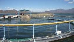 Solo un 40% de acuacultores tienen excluidores de fauna marina: Sergio Escutia