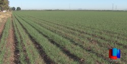 Falta más plantación de árboles en el Valle del Yaqui