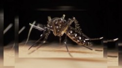 Confirman el primer caso de Zika en Mazatlán