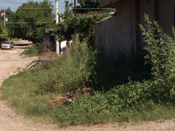 Con maleza  y en malas condiciones  la calle Ruíz Cortinez