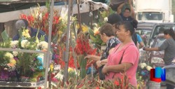 Según vendedores está barata la flor