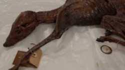 Harán estudios de ADN a perro momificado