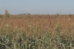 Promueven siembras de supersorgo en Sinaloa