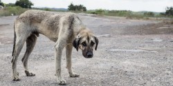 No se aplica el Reglamento de Protección Animal.