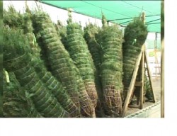 Pinos navideños y nochebuenas a la venta