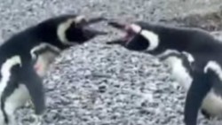 Pingüinos protagonizan pelea por hembra infiel