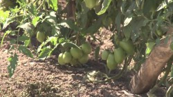 Preparados los horticultores para enfrentar regulaciones comerciales