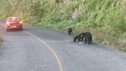 Familia de osos es captada sobre carretera