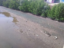 Siguen tirando basura a arroyo jabalines