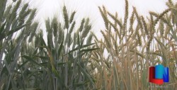 Sigue preparación de ciclo agrícola