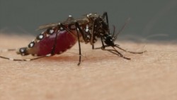 El dengue llegó para quedarse