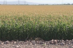 Solicitarán 50 dólares para las bases del maíz blanco de Sinaloa