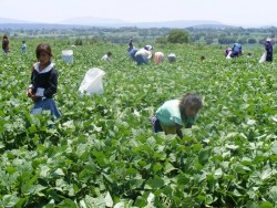 Sinaloa atiende a 16 mil menores de edad migrantes