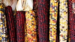 Maíz mexicano, insuficiente para satisfacer a consumidores