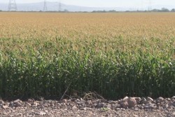 Solicitan maiceros una base de 70 dólares por tonelada del grano