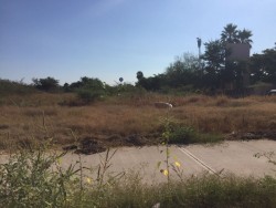 Lotes baldíos con basura y maleza en Blvd. Tamayo y Villas del Río