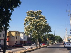 Se quejan de moscos en Cañadas