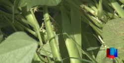 Se deben extremar monitoreos en cultivo de frijol