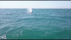 Rescatan a ballena gris varada cerca de la Bahía de Mazatlán