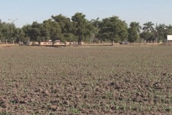 Exhortan a productores a monitorear condiciones del clima durante el fin de semana