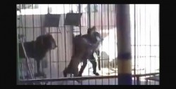 Impactante video: un león atacó a su domador en pleno espectáculo