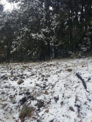 Se registran nevadas en gran parte de la sierra de Sinaloa