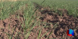 Será menor superficie de trigo en este ciclo