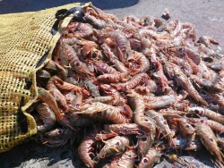 Pescadores realizan labor social cada año.