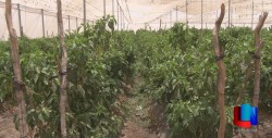 Ajustarán programas en torno a la agricultura