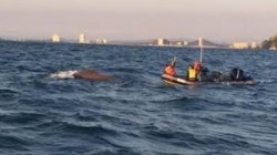 Rescatan ballena enmallada en playas de Mazatlán