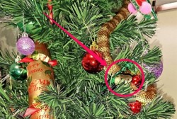 Mujer encuentra serpiente en su árbol de Navidad