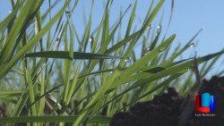 Gobierno de Sonora apoya a los productores de trigo