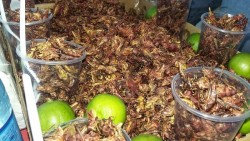 ¿Chapulines nutritivos?