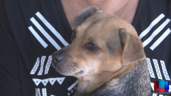 Pide resguardar mascotas ante uso de pirotecnia