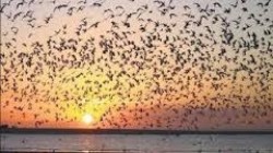 Siguen llegando aves provenientes de Alaska, Canadá y E.U.