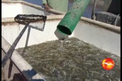 Maricultura, una alternativa redituable para los pescadores