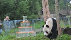 Muere Pan Pan, el abuelo de los pandas