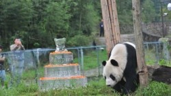 Muere Pan Pan, el abuelo de los pandas