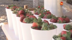 Llegan las fresas a Bachigualato