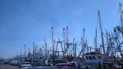 Con dificultades inicia el año para los pescadores: Michel Luna