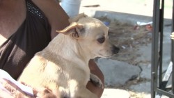 Unidad veterinaria móvil realiza esterilizaciones gratuitas a perros y gatos