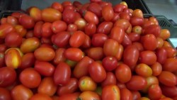 Difícil la comercialización del tomate en la región