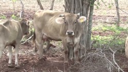 Ganaderos desesperados piden apoyos